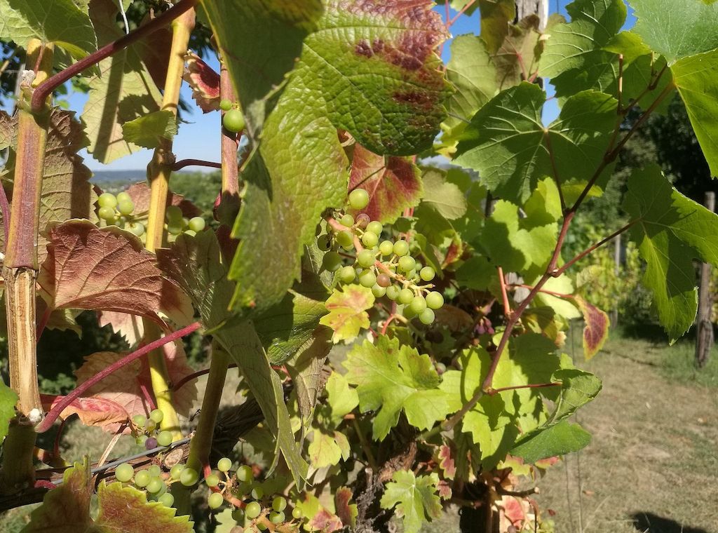 Weinbauverband befürchtet nach Frostnächten Ernteausfall