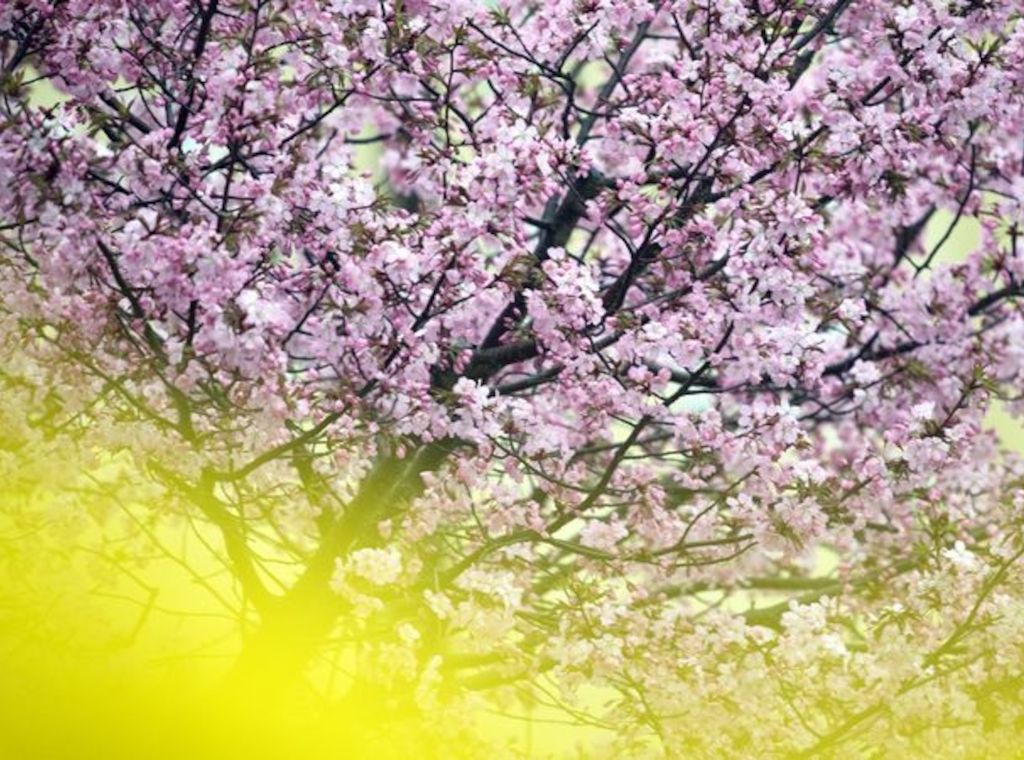 Baumblütenfest: Was in diesem Jahr anders ist