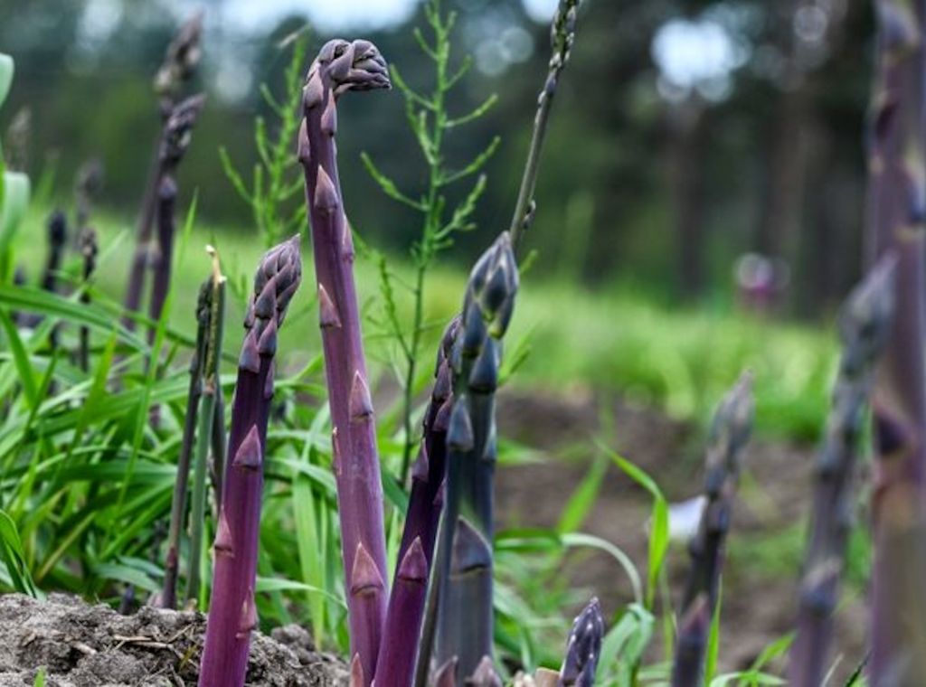 Neben Weiß und Grün: Jetzt wird violetter Spargel in Beelitz geerntet