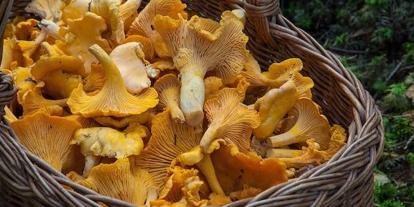 ARAG: Experten informieren über das Pilzesammeln