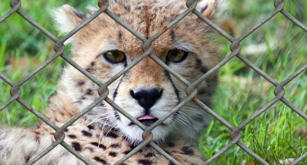 ARAG: Corona-Maßnahmen im Zoo- Experten mit einem Überblick!