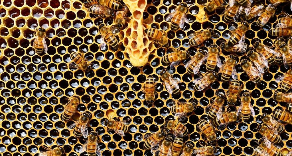 ARAG: Ohne Biene kein Leben - Unsere fleißigen Honig-Sammlerinnen!