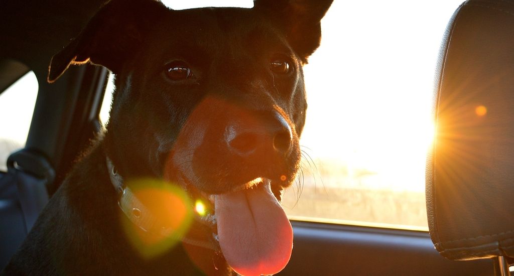 ARAG Experten über die Rechtslage, wenn Hunde bei Hitze im Auto gelassen werden!