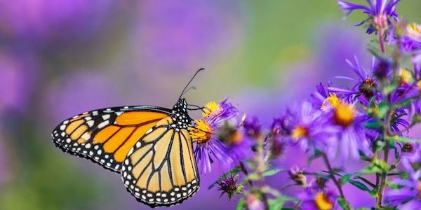 Studienlage: Wenn der Schmetterling Heilung verspricht