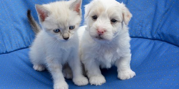 ARAG: Tierkrankenschutz für Hunde und Katzen für die ambulante und stationäre Heilbehandlungen
