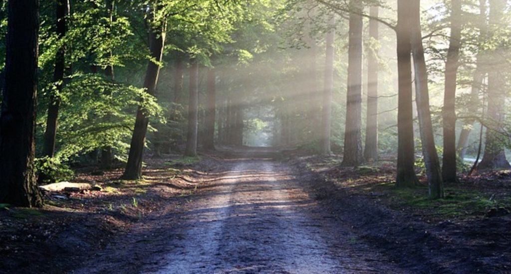ARAG: Es gibt auch Wald Regeln - Die Waldtage vom 15. bis 17. September