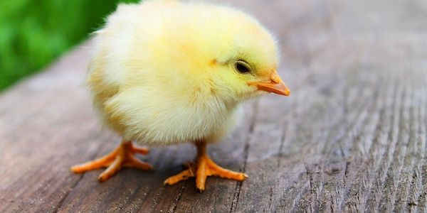ARAG - Ist Hühnerhaltung überall erlaubt? Miet-Hühner haben Hochkonjunktur!