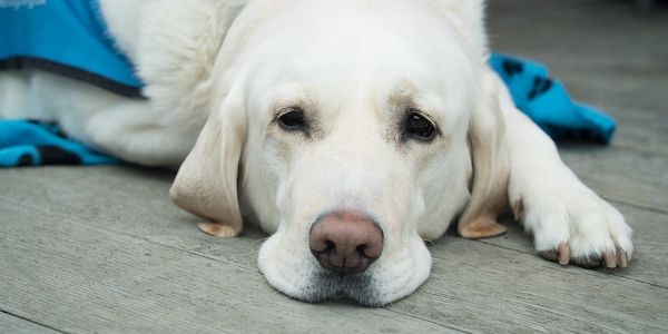 ARAG über den Tag des Blindenhundes am 29. Januar!