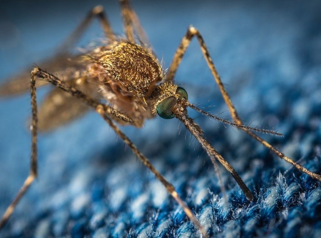 Gesundheit: Ätherische Öle gegen Stechmücken - funktioniert das?
