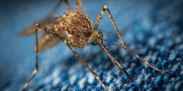 Gesundheit: Ätherische Öle gegen Stechmücken - funktioniert das?