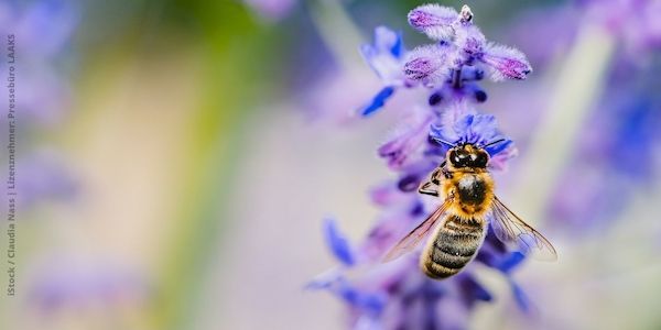 Was benötigt man für einen bienenfreundlichen Garten im Herbst?