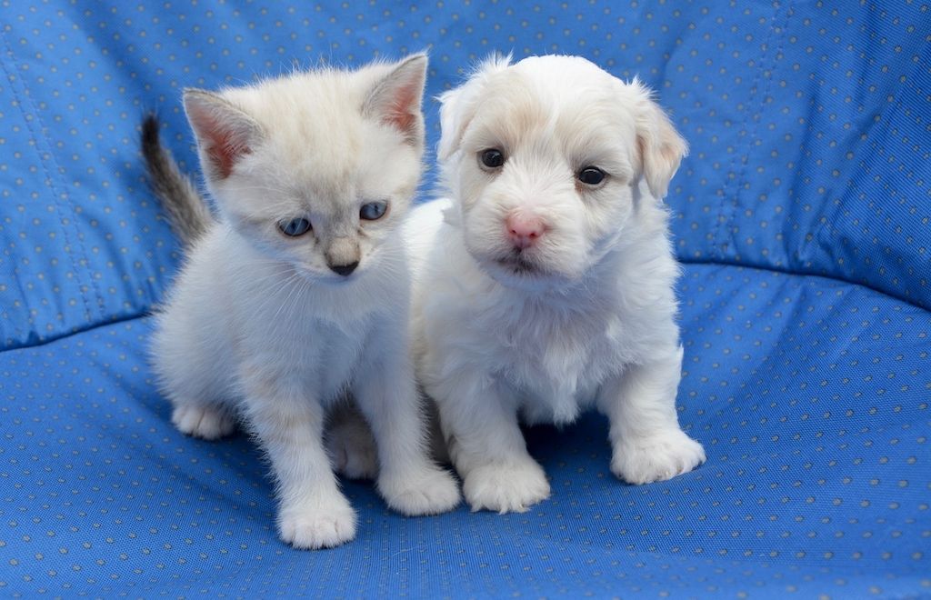 ARAG: Tierkrankenschutz für Hunde und Katzen für die ambulante und stationäre Heilbehandlungen