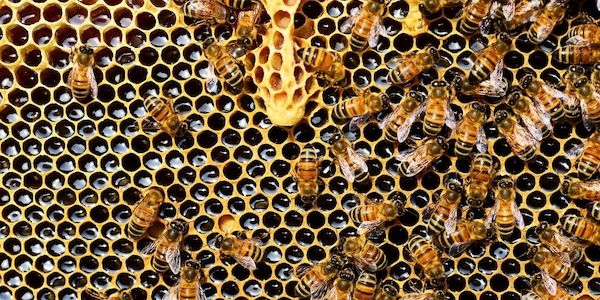 ARAG: Ohne Biene kein Leben - Unsere fleißigen Honig-Sammlerinnen!