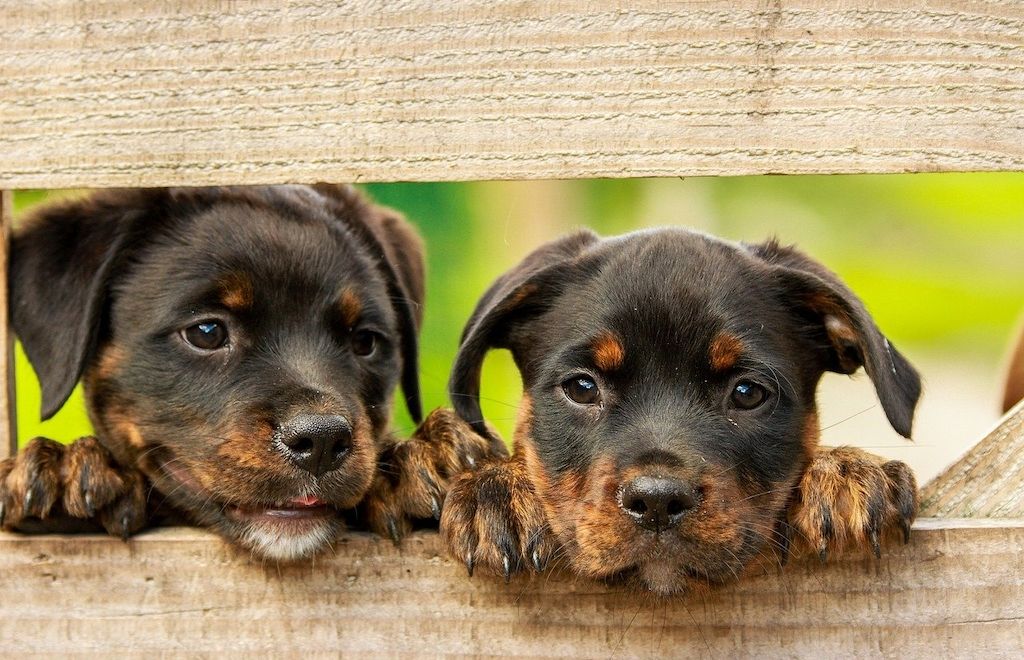 Zum Welthundetag am 10. Oktober: Rechtliches rund um den Hund - ARAG informiert!