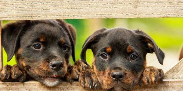 Zum Welthundetag am 10. Oktober: Rechtliches rund um den Hund - ARAG informiert!