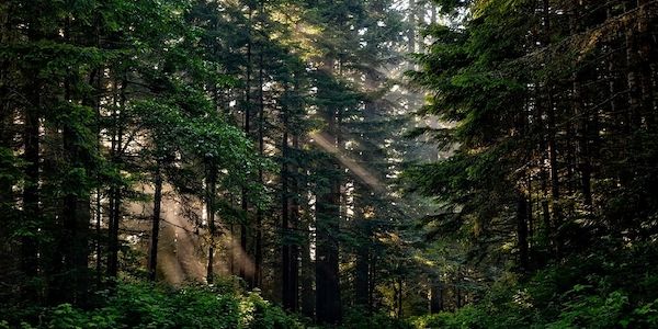 ARAG: Deutscher Wald gestresst - Was darf man eigentlich im Wald?
