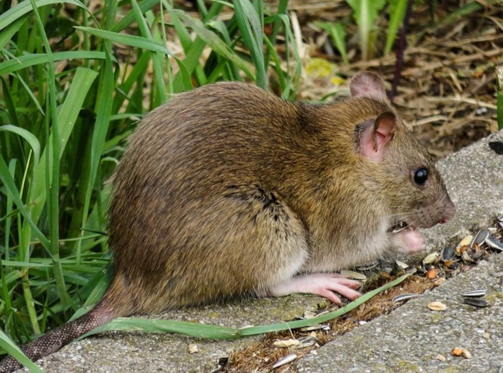 ARAG: Über die Meldepflicht bei Ratten im Garten?