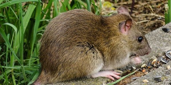 ARAG: Über die Meldepflicht bei Ratten im Garten?