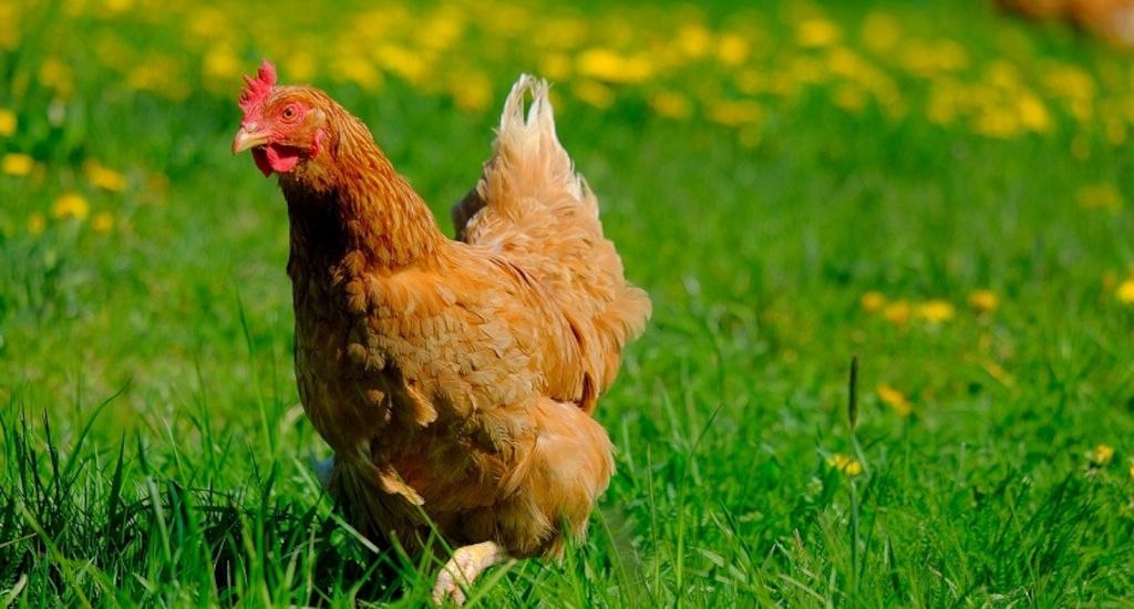 ARAG: Ist Hühnerhaltung überall erlaubt?