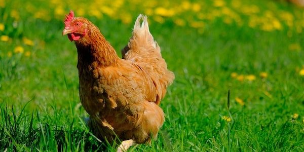 ARAG: Ist Hühnerhaltung überall erlaubt?