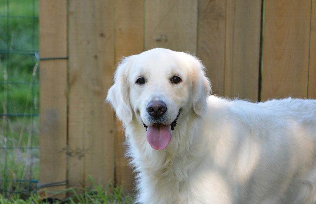 ARAG: Warum Blindenhunde Sehbehinderte durchs Leben führen!