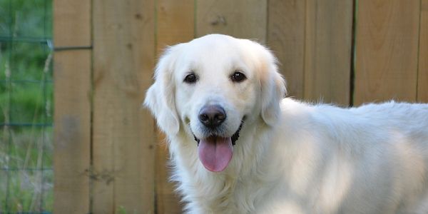 ARAG: Warum Blindenhunde Sehbehinderte durchs Leben führen!