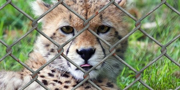 ARAG: Corona-Maßnahmen im Zoo- Experten mit einem Überblick!