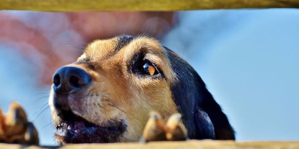 ARAG: Ist Hundegebell Ruhestörung?