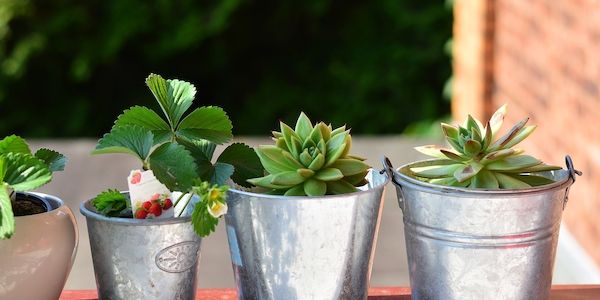ARAG: Tipps für Garten und Balkon beim Pflanzen von Kräutern, Gemüse und Co!