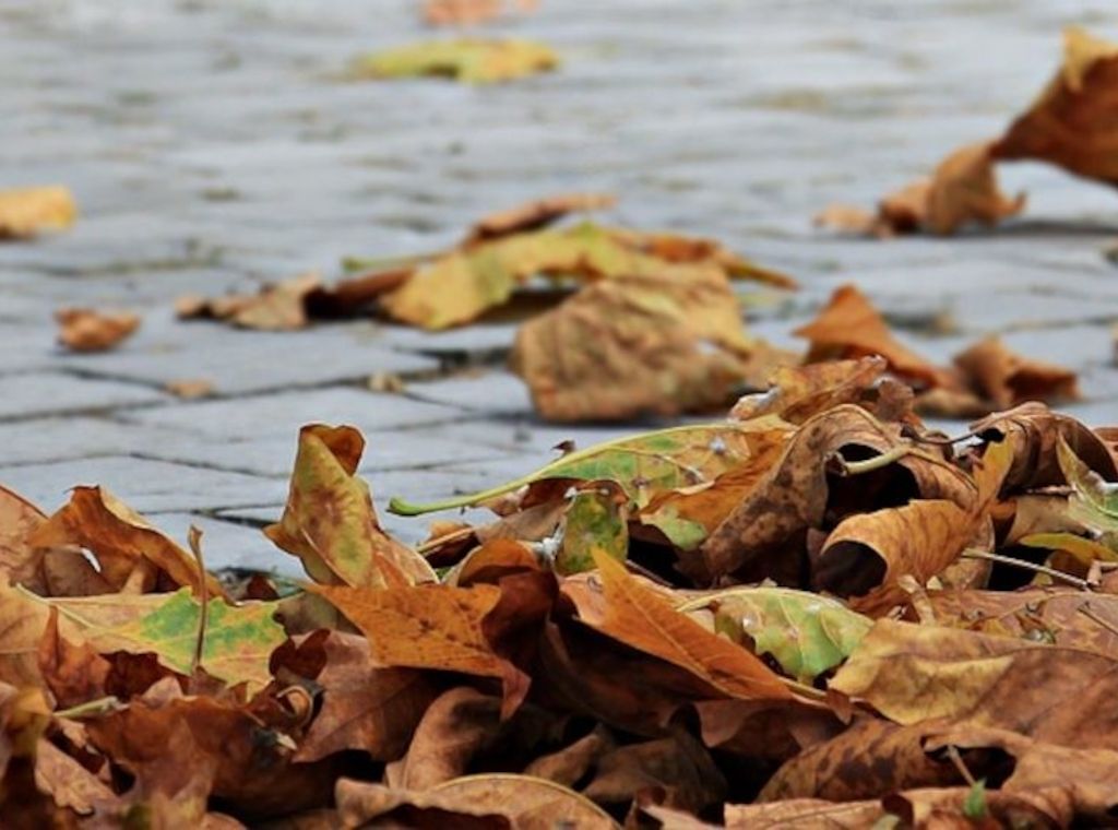 ARAG - Herbstlaub traumhaft schön und tückisch!