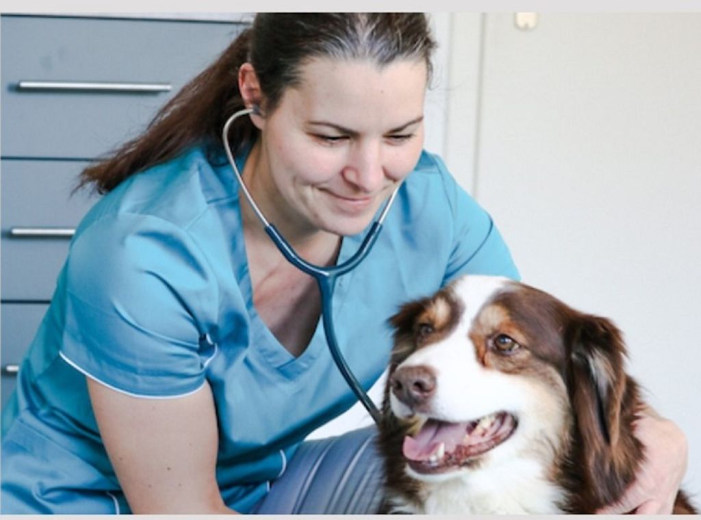 Verzweifelte Dauertherapien: Wenn Haustiere keine Besserung finden