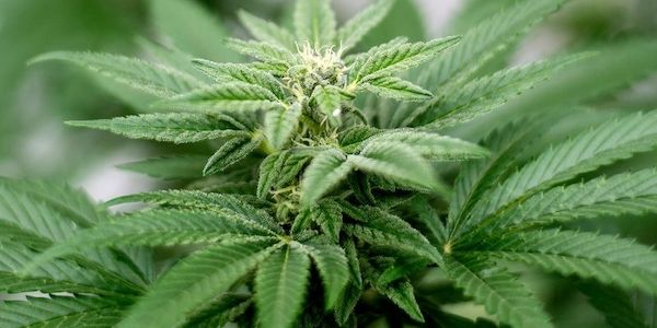 Brandenburg entscheidet über Votum zu Cannabis-Legalisierung