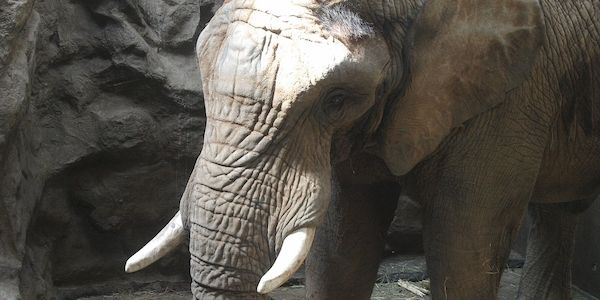 Botswana droht Deutschland mit Einfuhr von "20.000 Elefanten"