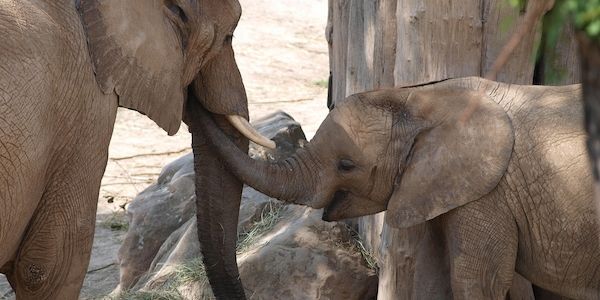 Bundesregierung nimmt Botswanas Elefanten-Drohung "zur Kenntnis"