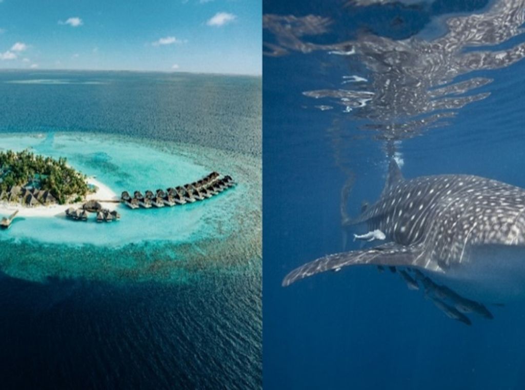 Dieser Meeresbiologe setzt sich im Nova Maldives für die Umwelt ein