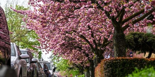 Rosarote Pracht: Kirschbäume in voller Blüte