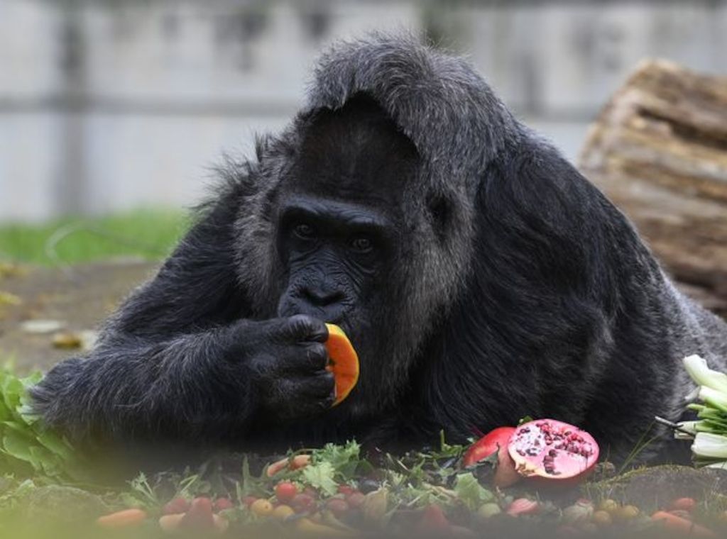 Berliner Zoo feiert 67. Geburtstag von Gorilla-Dame Fatou