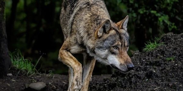 Wolfsangriff auf Hund in Potsdam-Mittelmark? Behörde lässt Probe untersuchen