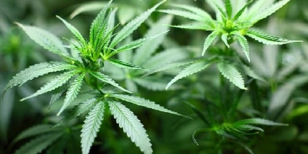 Cannabis: Vom verbotenen Kraut zur Balkonpflanze