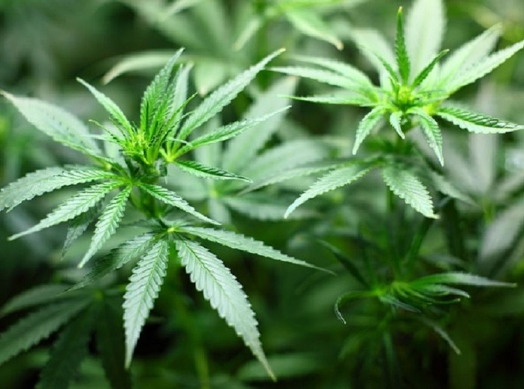 Cannabis: Vom verbotenen Kraut zur Balkonpflanze