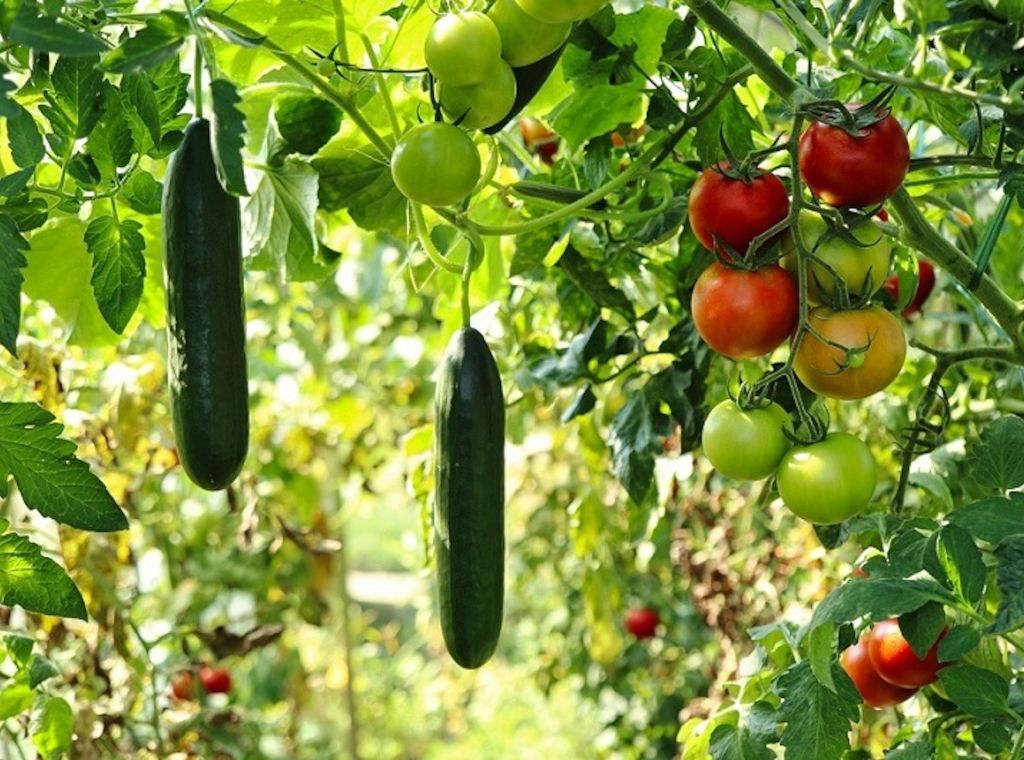 Klimafester Garten – Tipps für den zukunftsfähigen, ertragreichen Anbau von Obst und Gemüse 