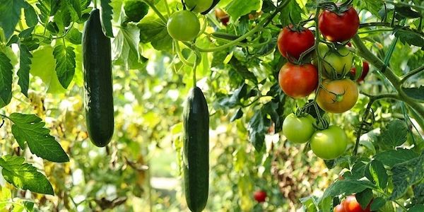Klimafester Garten – Tipps für den zukunftsfähigen, ertragreichen Anbau von Obst und Gemüse 