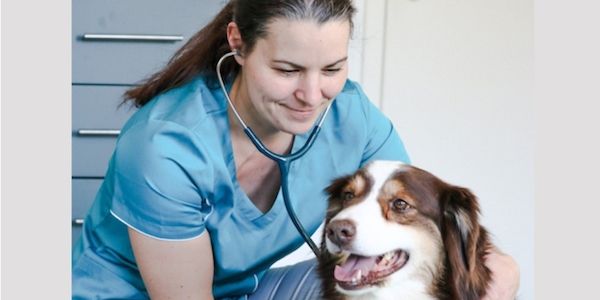Verzweifelte Dauertherapien: Wenn Haustiere keine Besserung finden