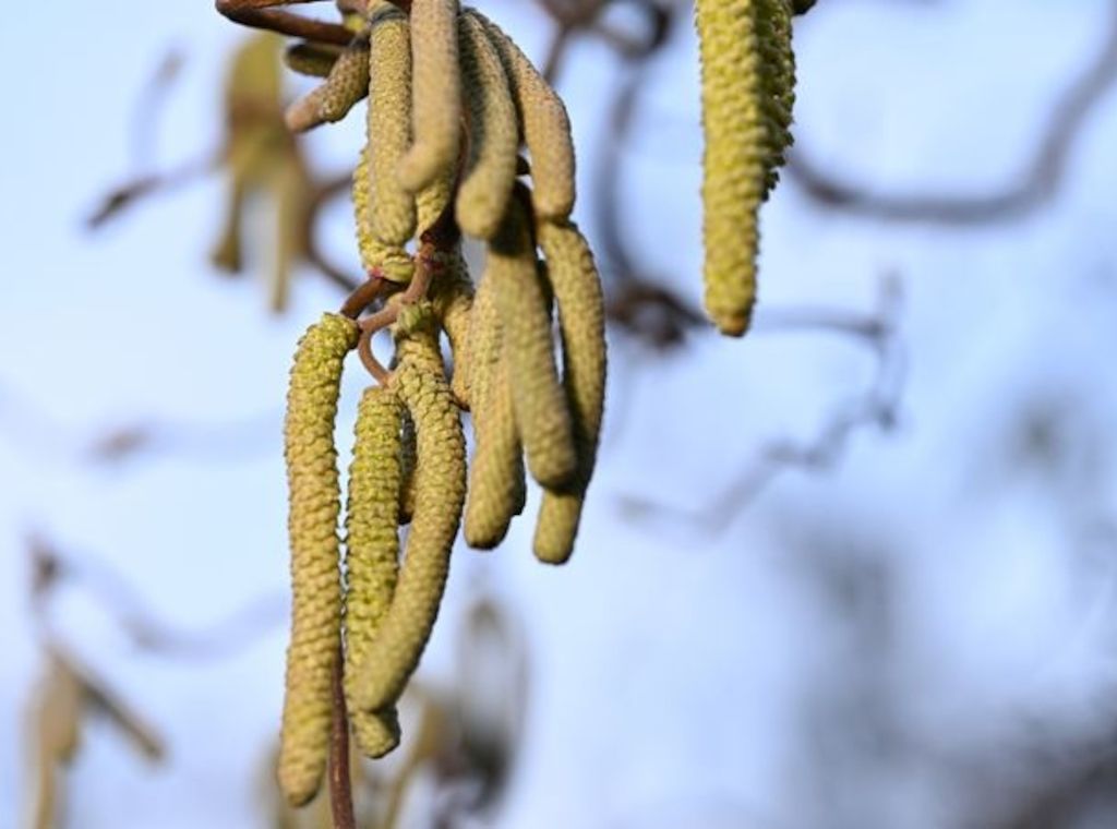 Kaum Pausen für Allergiker - Intensiver Start in Pollensaison