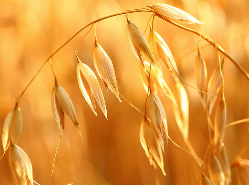 Myrto Naturkosmetik – Warum ist Beta-Glucan so wertvoll für die Haut