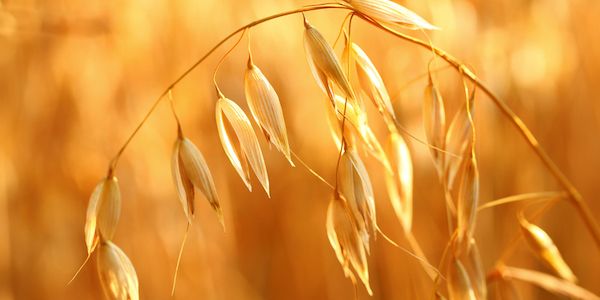 Myrto Naturkosmetik – Warum ist Beta-Glucan so wertvoll für die Haut