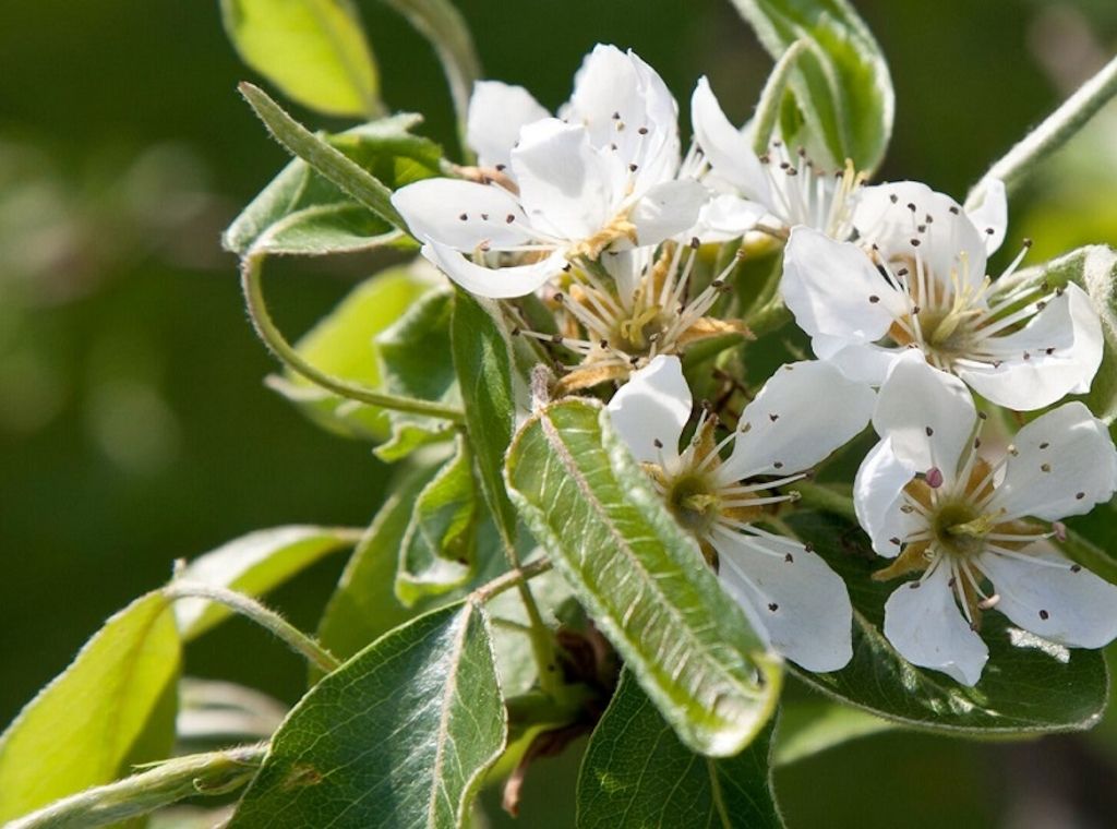 Myrto Naturkosmetik – Was ist Frischekosmetik 