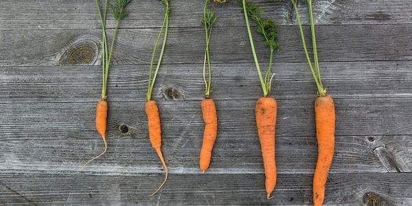 Chemiekeulen im Garten - Regelungen und Vorschriften