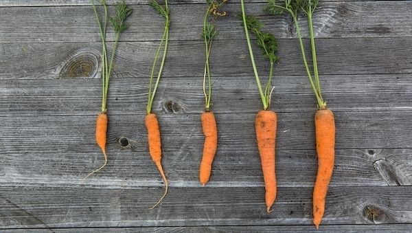 Chemiekeulen im Garten - Regelungen und Vorschriften