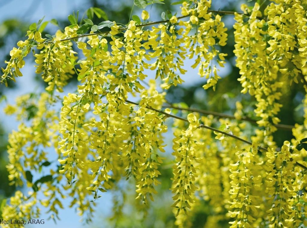 Giftige Schönheiten: Diese Pflanzen im Garten sollte man meiden